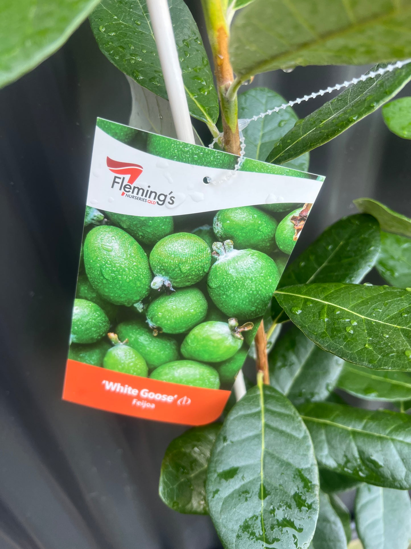 Feijoa - White Goose