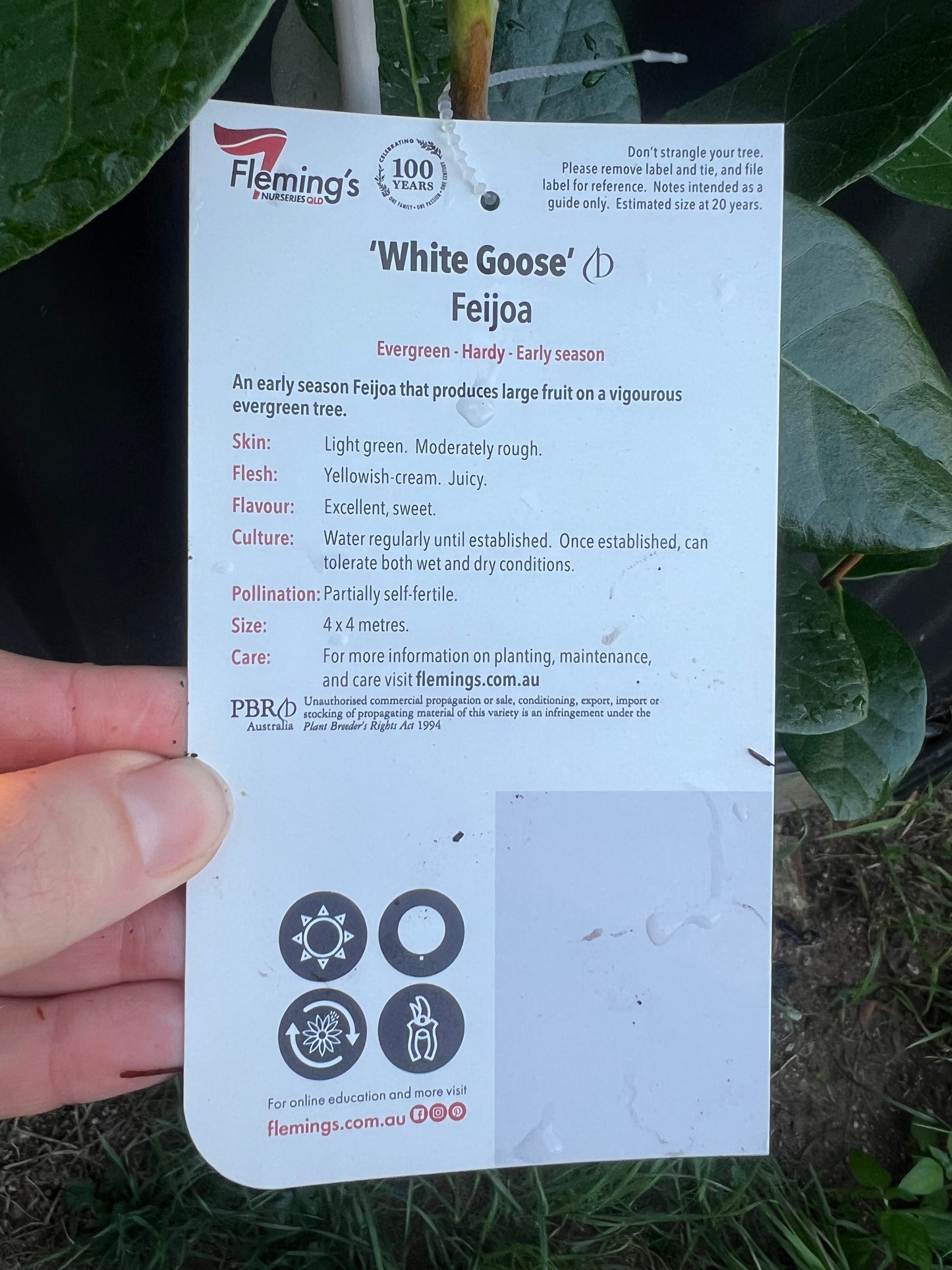 Feijoa - White Goose