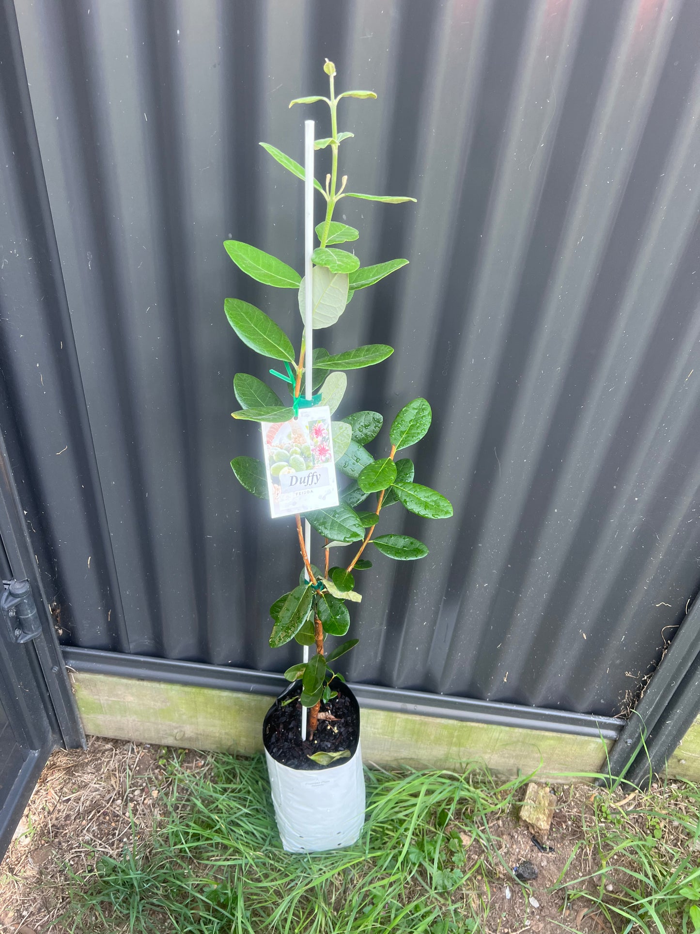 Feijoa - Duffy