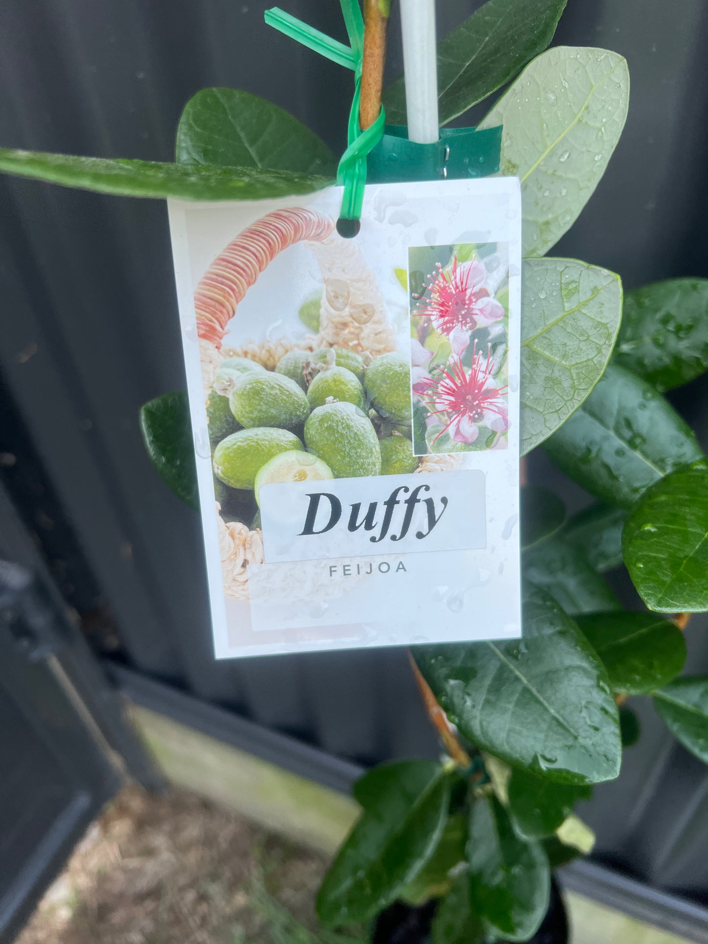Feijoa - Duffy