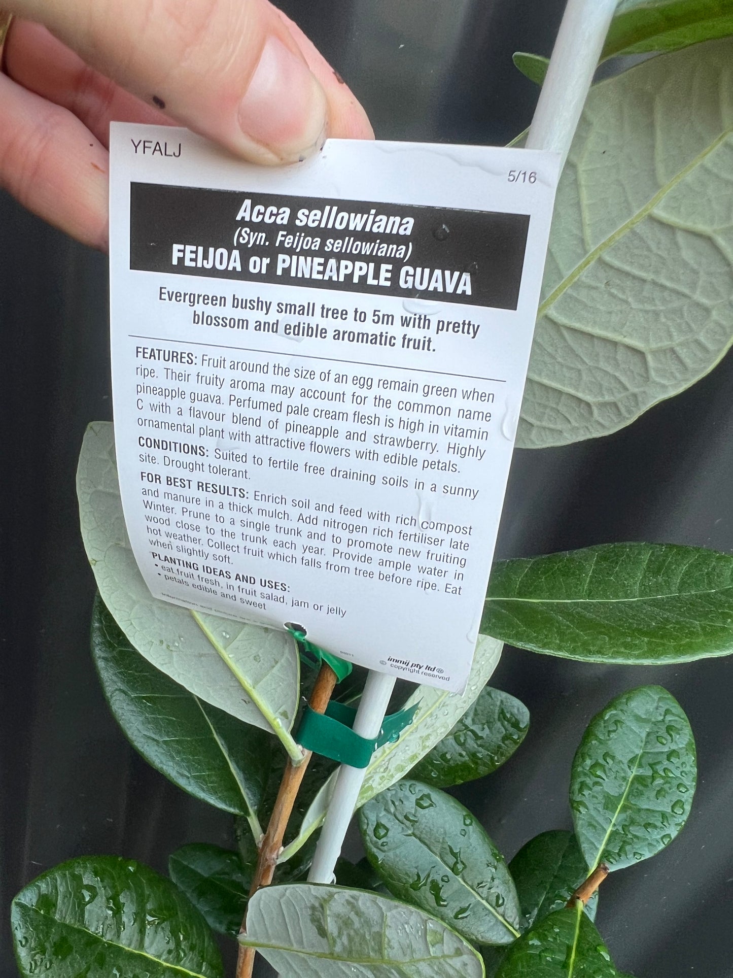 Feijoa - Duffy