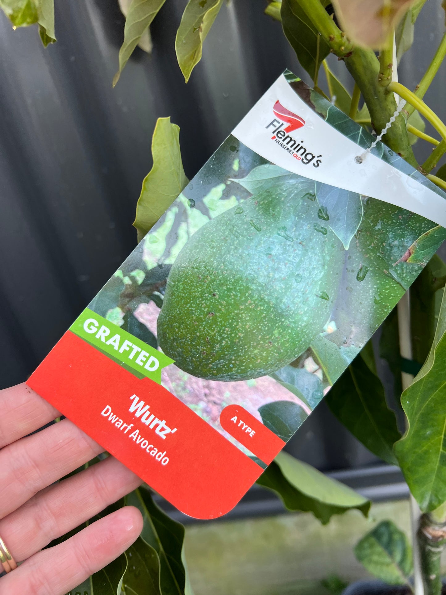 Dwarf Avocado - Wurtz