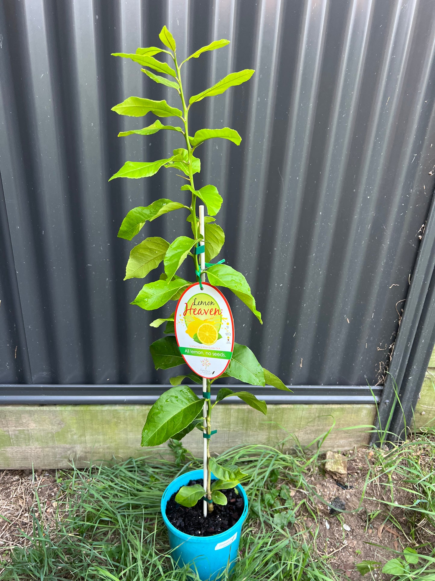 Dwarf Lemon - Eureka Seedless RESTRICTED TO QLD