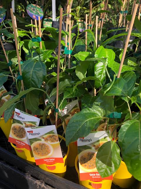 Passionfruit - Inca Gold