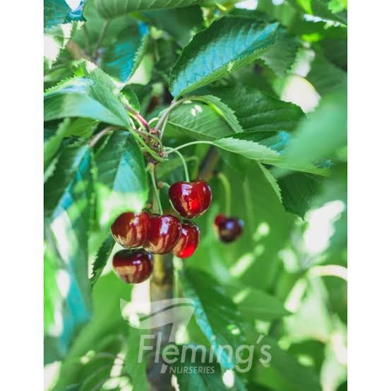 Dwarf Cherry - Royal Crimson