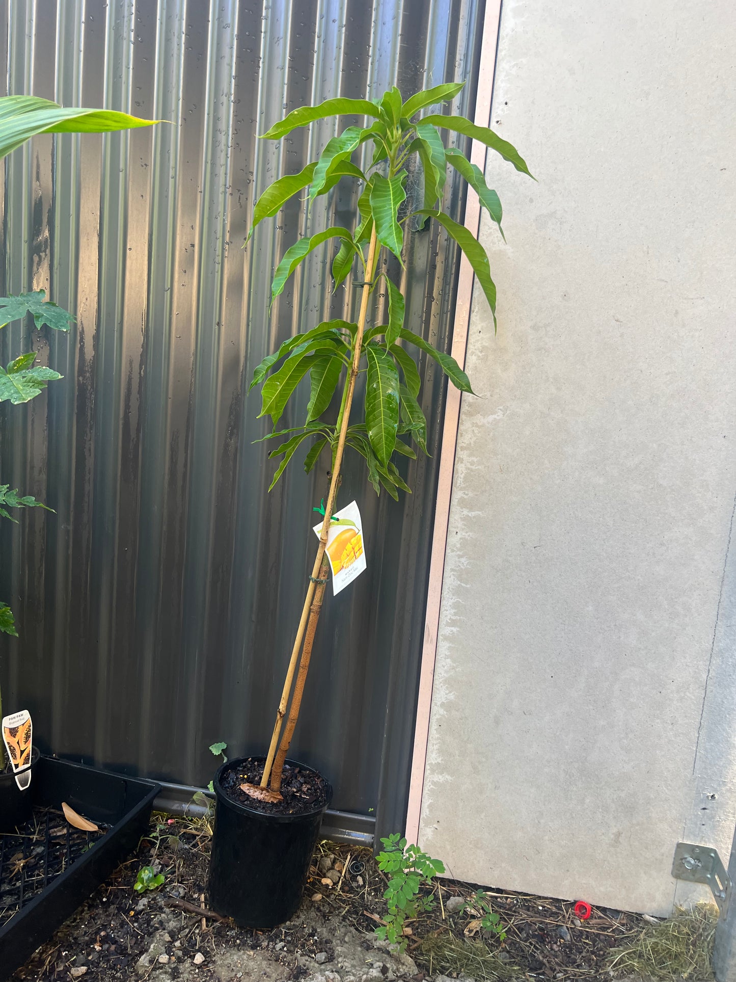 Mango - Nam Doc Mai