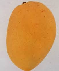 Mango - Duncan