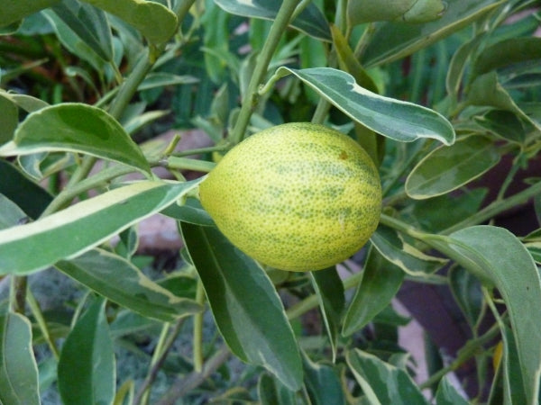 Cumquat - Variegated QLD ONLY