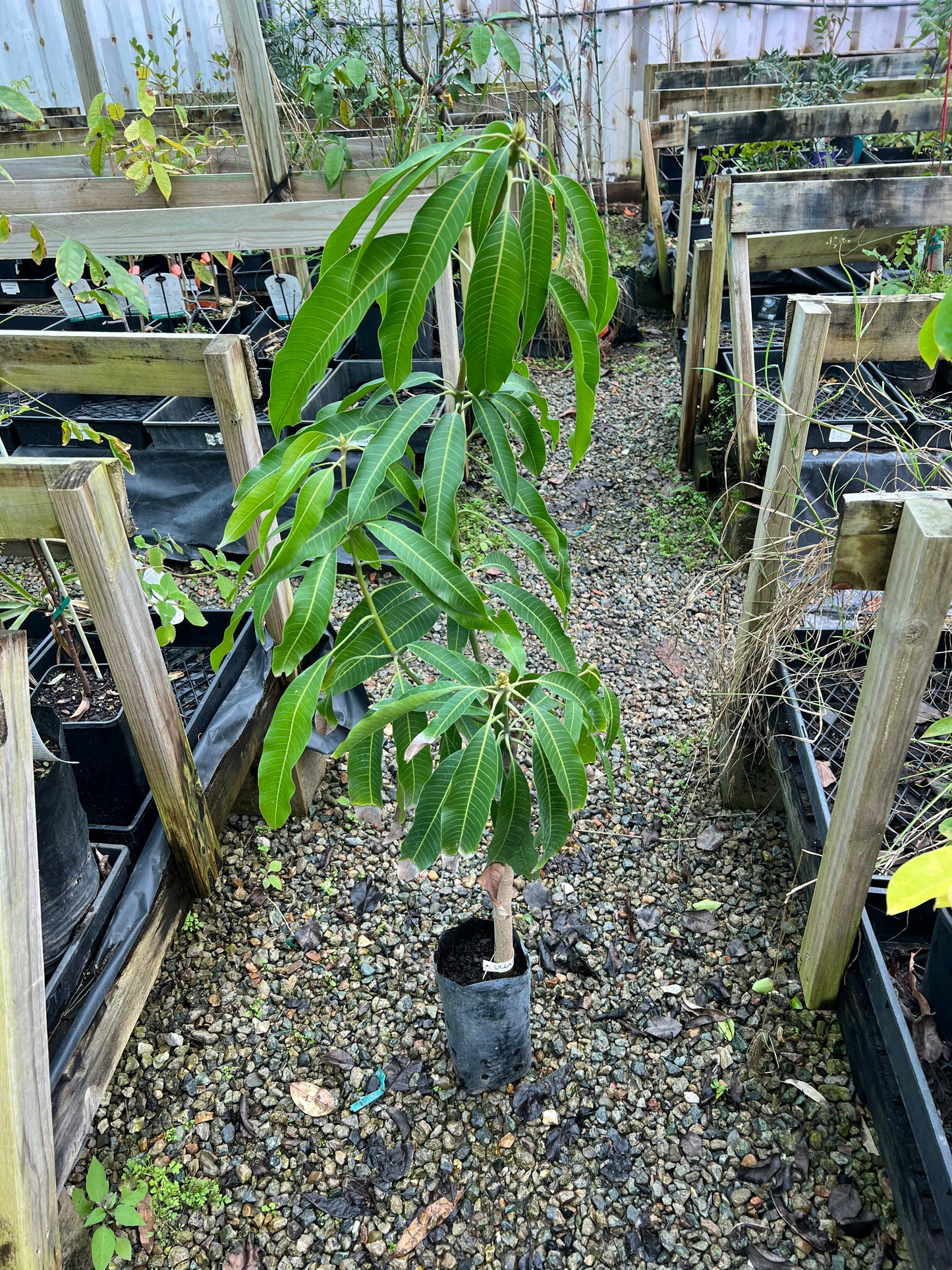 Mango - Olour