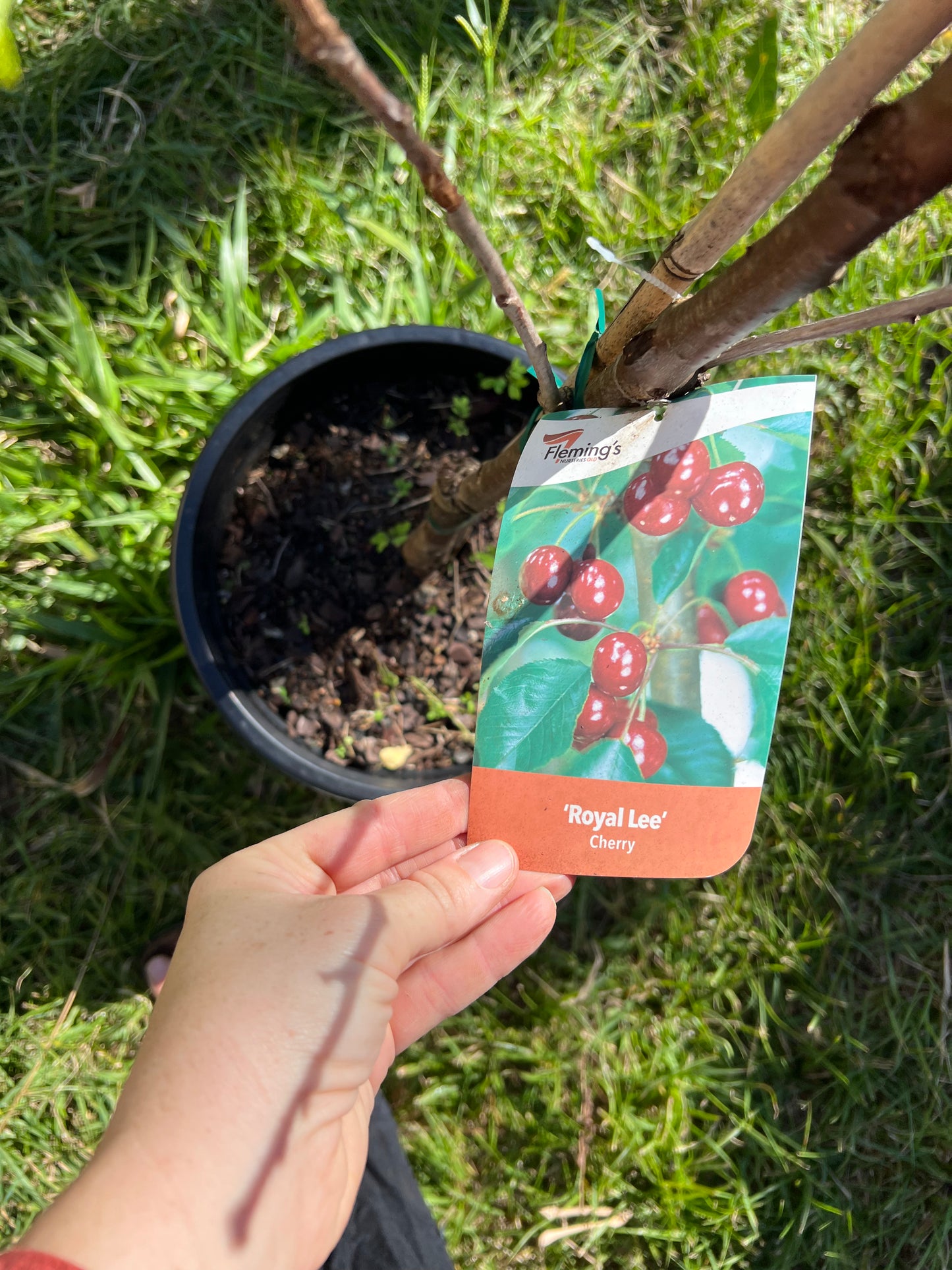 Cherry - Mini Royal