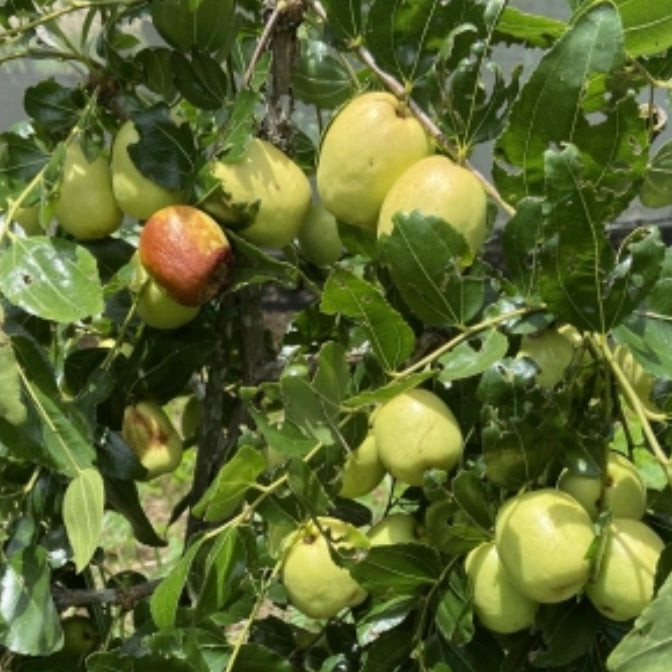 Jujube - Li (large)