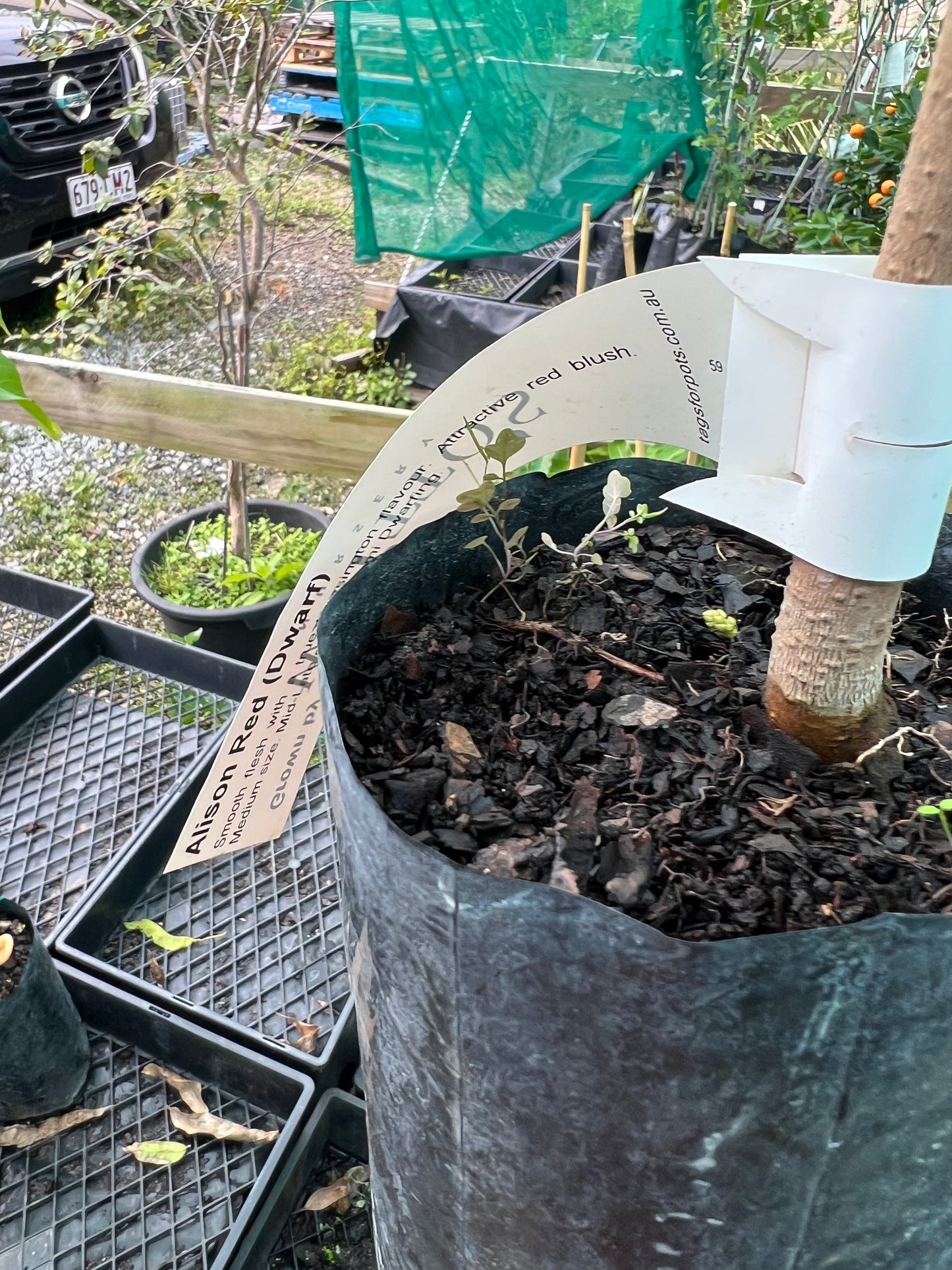 Dwarf Mango - Allison Red