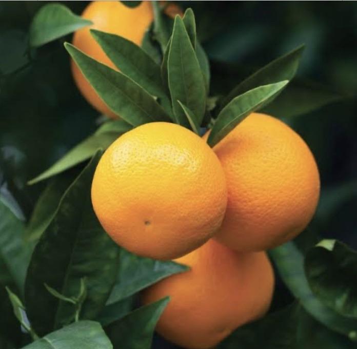 Dwarf Orange - Lane’s Navel: RESTRICTED TO QLD