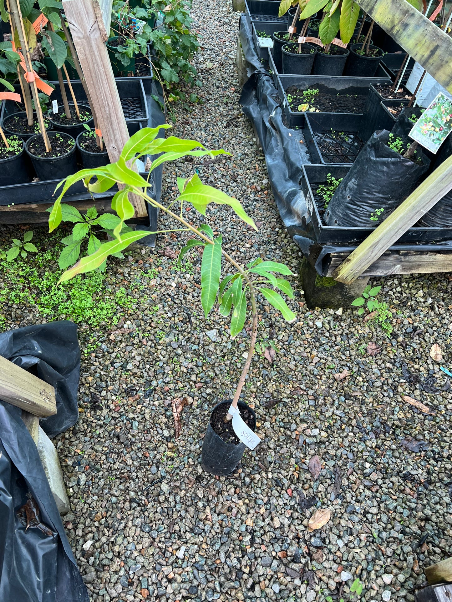 Dwarf Mango - Allison Red