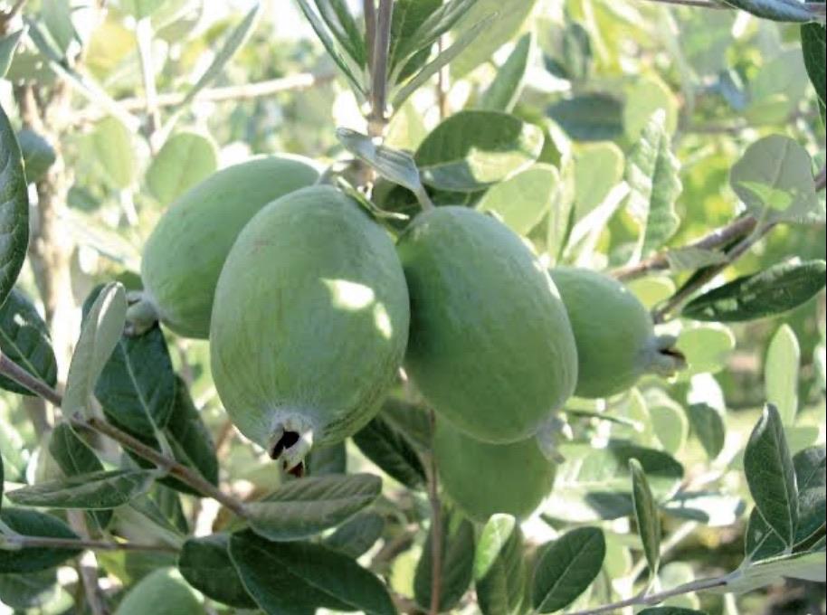Feijoa - White Goose