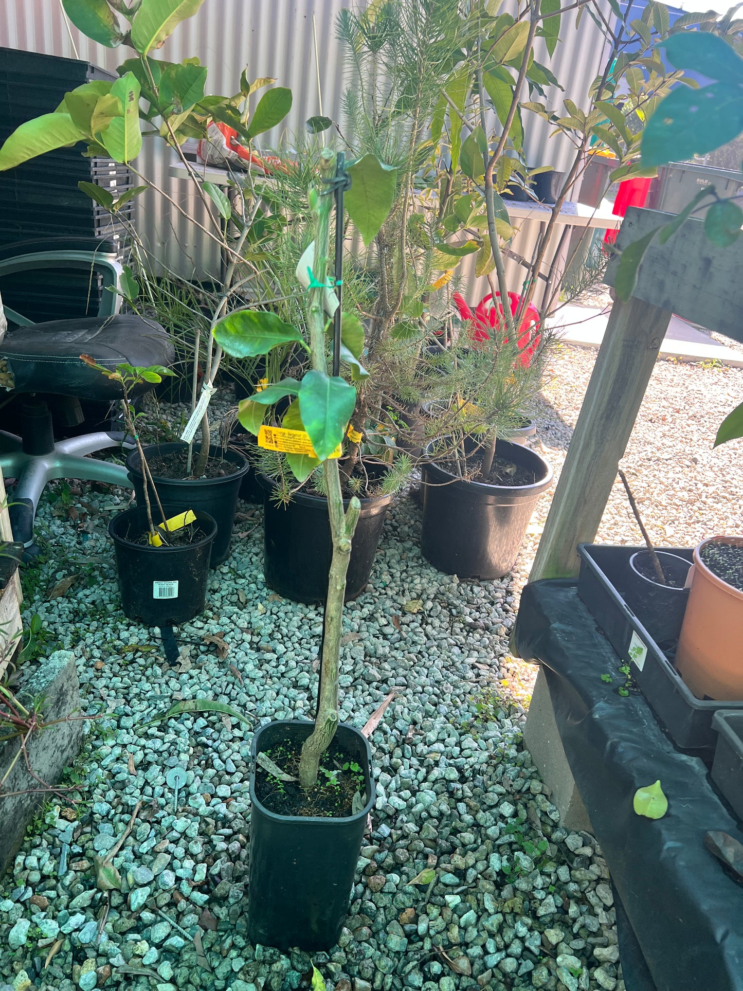 Orange - Bergamot QLD ONLY