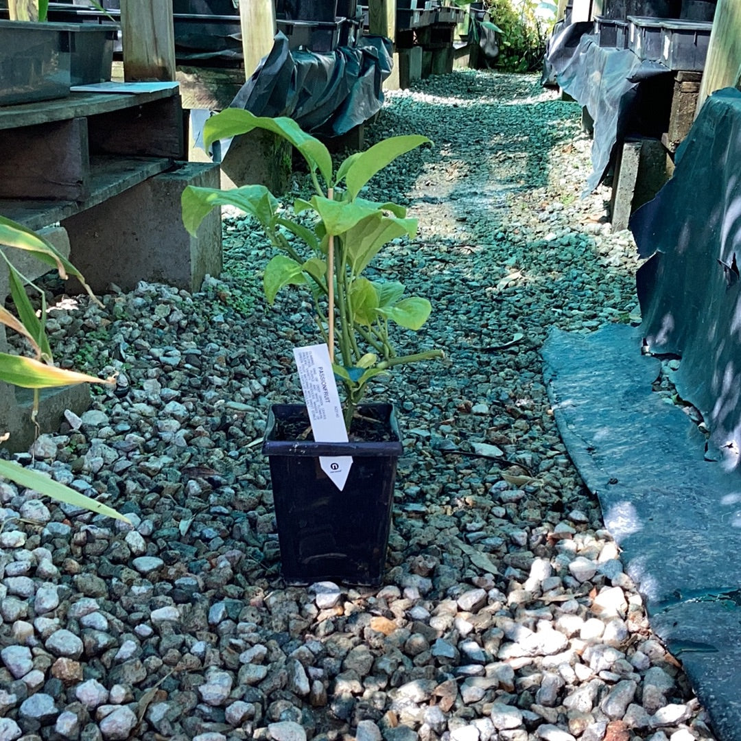 Passionfruit - Red Flamenco