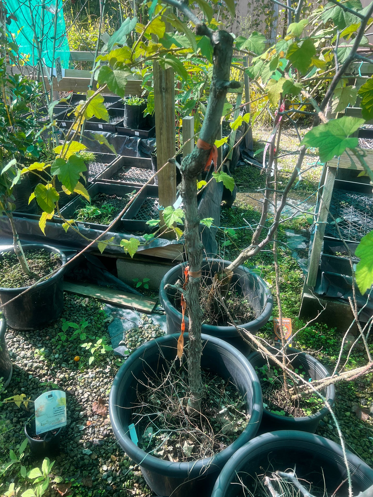 Jujube - Sherwood Advanced