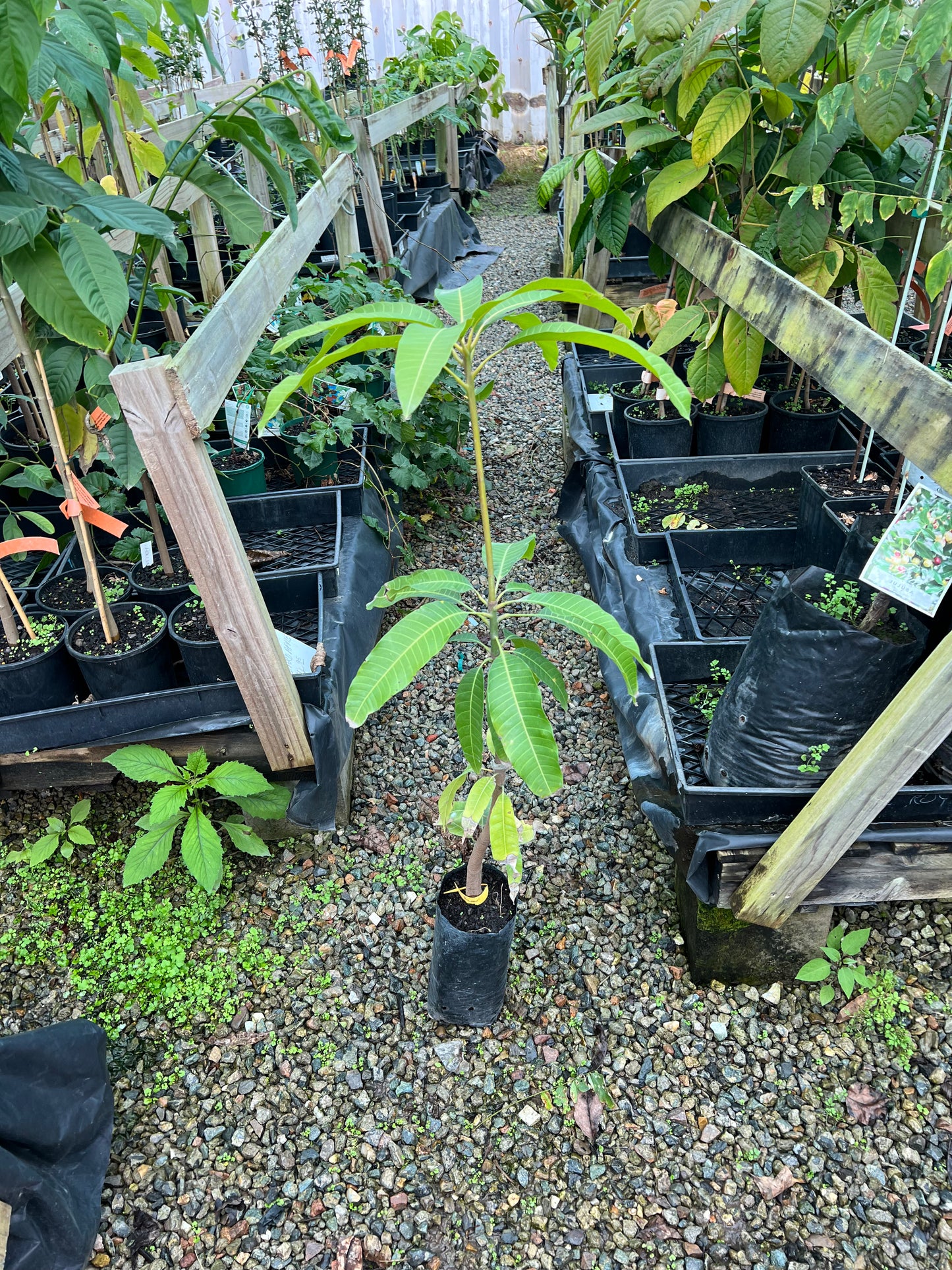 Mango - Banana Callo