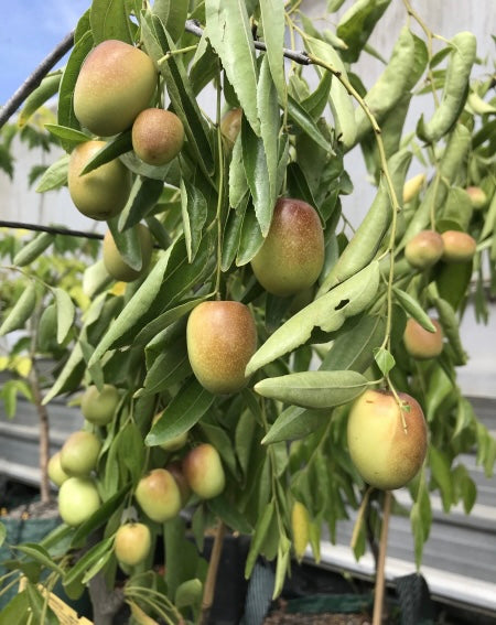 Jujube - Sherwood Advanced