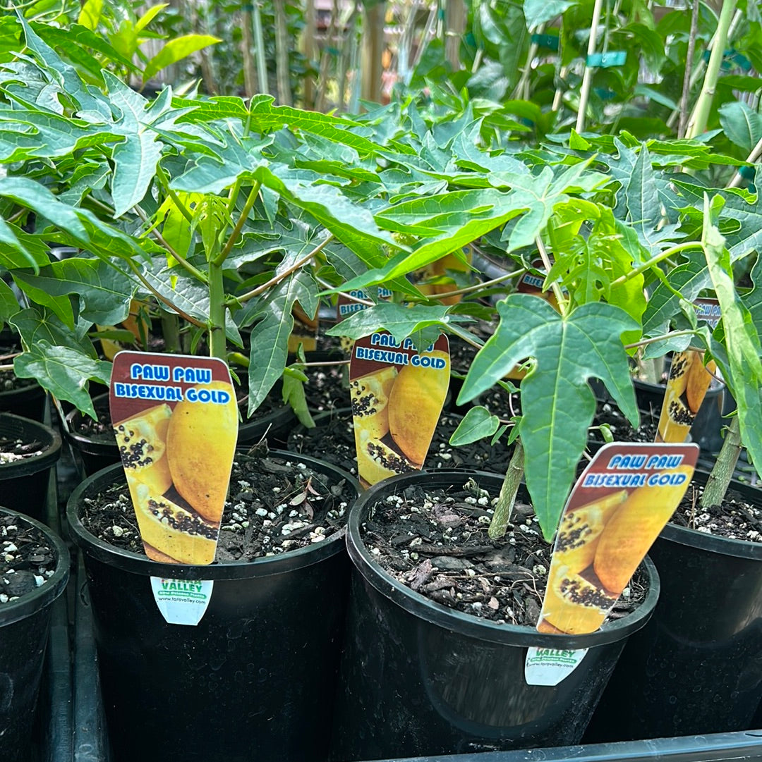 Yellow Paw Paw - Self Pollinating SOUTH EAST QLD ONLY