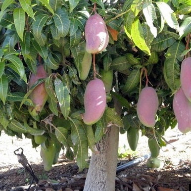 Mango - Valencia Pride