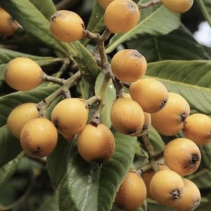 Loquat - Enormity