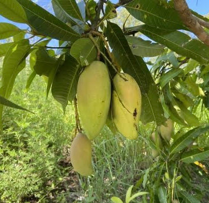 Mango - Banana Callo