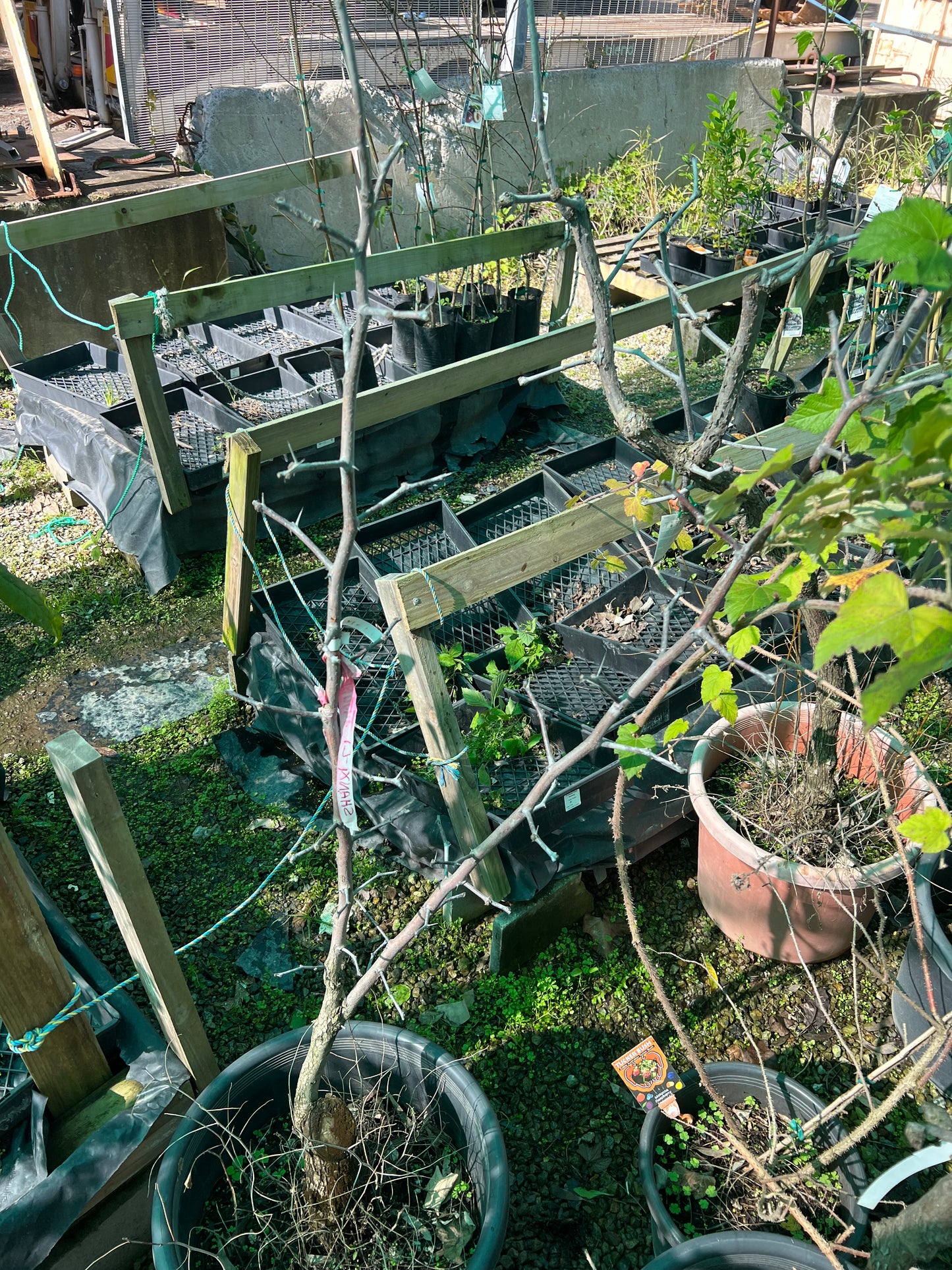 Jujube - Shanxi-Li Advanced