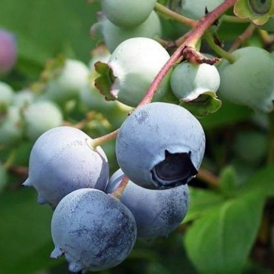 Blueberry - Misty (Large)