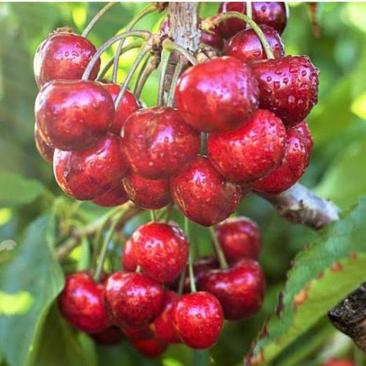 Dwarf Cherry - Mini Royal