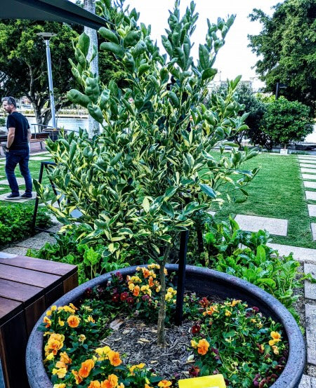 Cumquat - Variegated QLD ONLY
