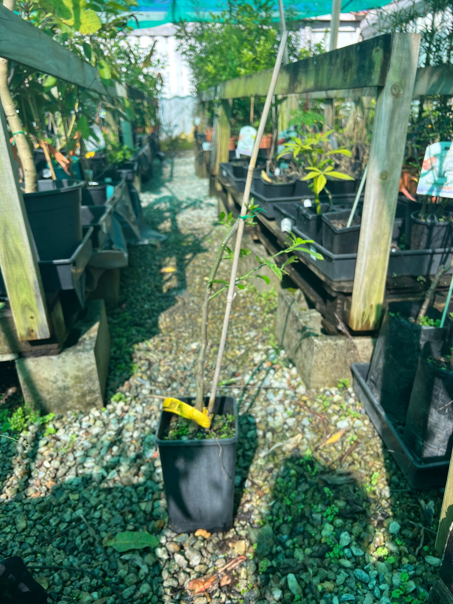 Lemon - Bush QLD ONLY