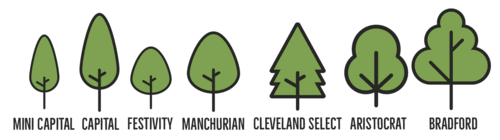 Ornamental Pear - Manchurian