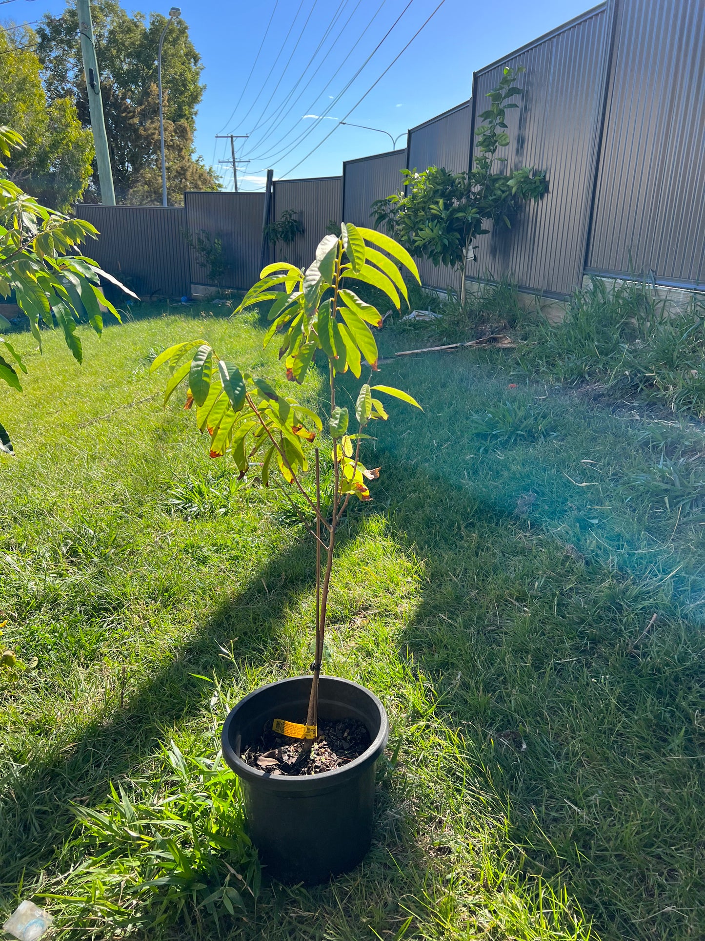 Custard Apple - Mexican