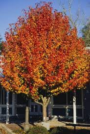 Ornamental Pear - Bradford