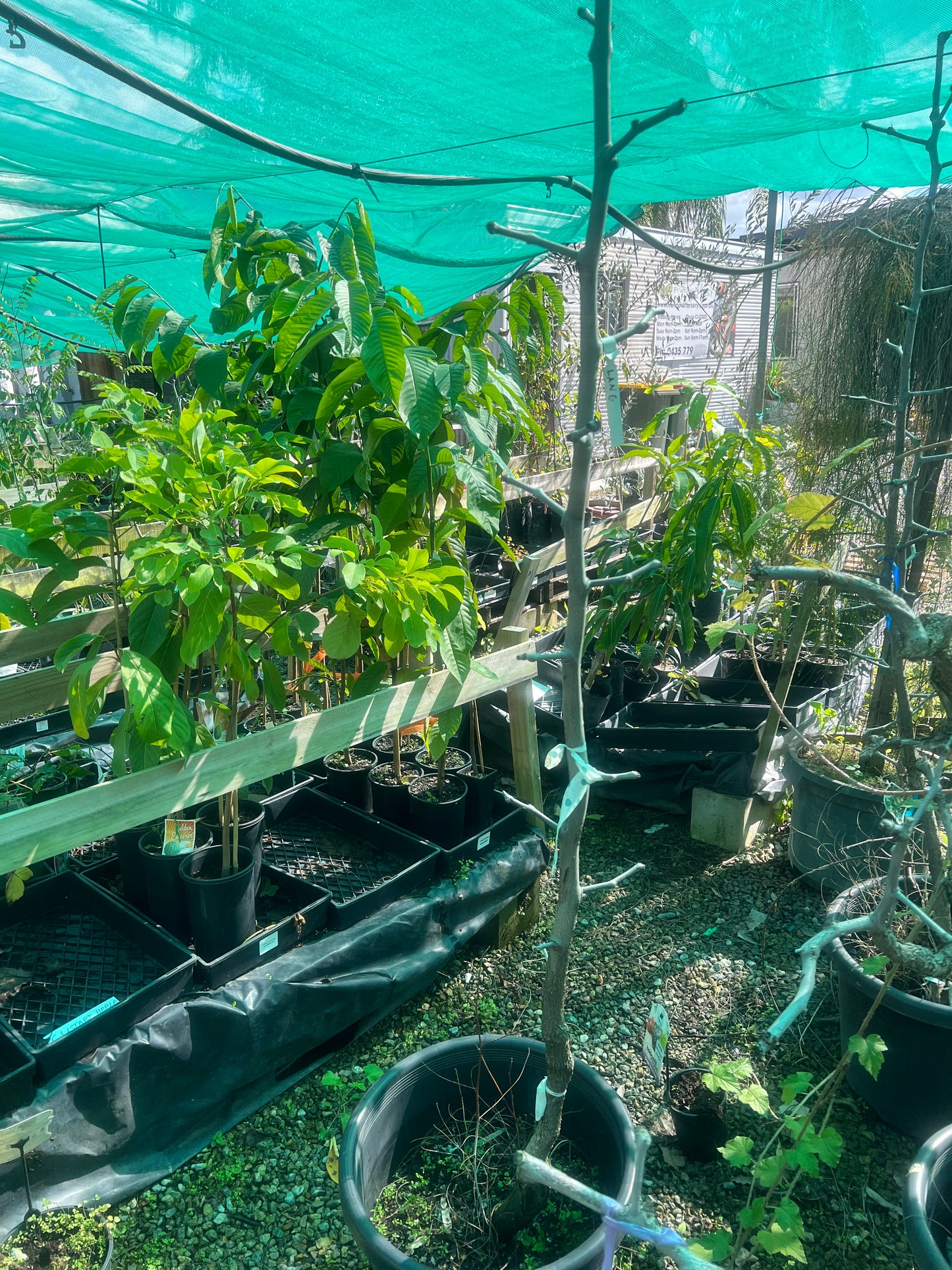 Jujube - Lang Advanced