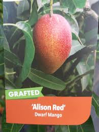 Dwarf Mango - Allison Red