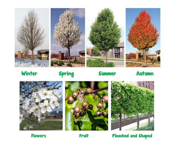 Ornamental Pear - Bradford