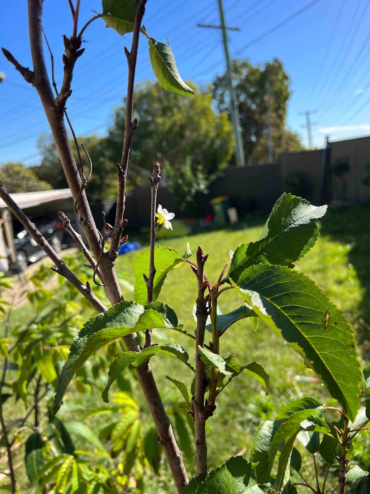 Cherry - Mini Royal