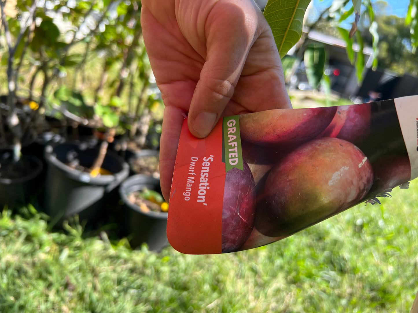 Dwarf Mango - Sensations