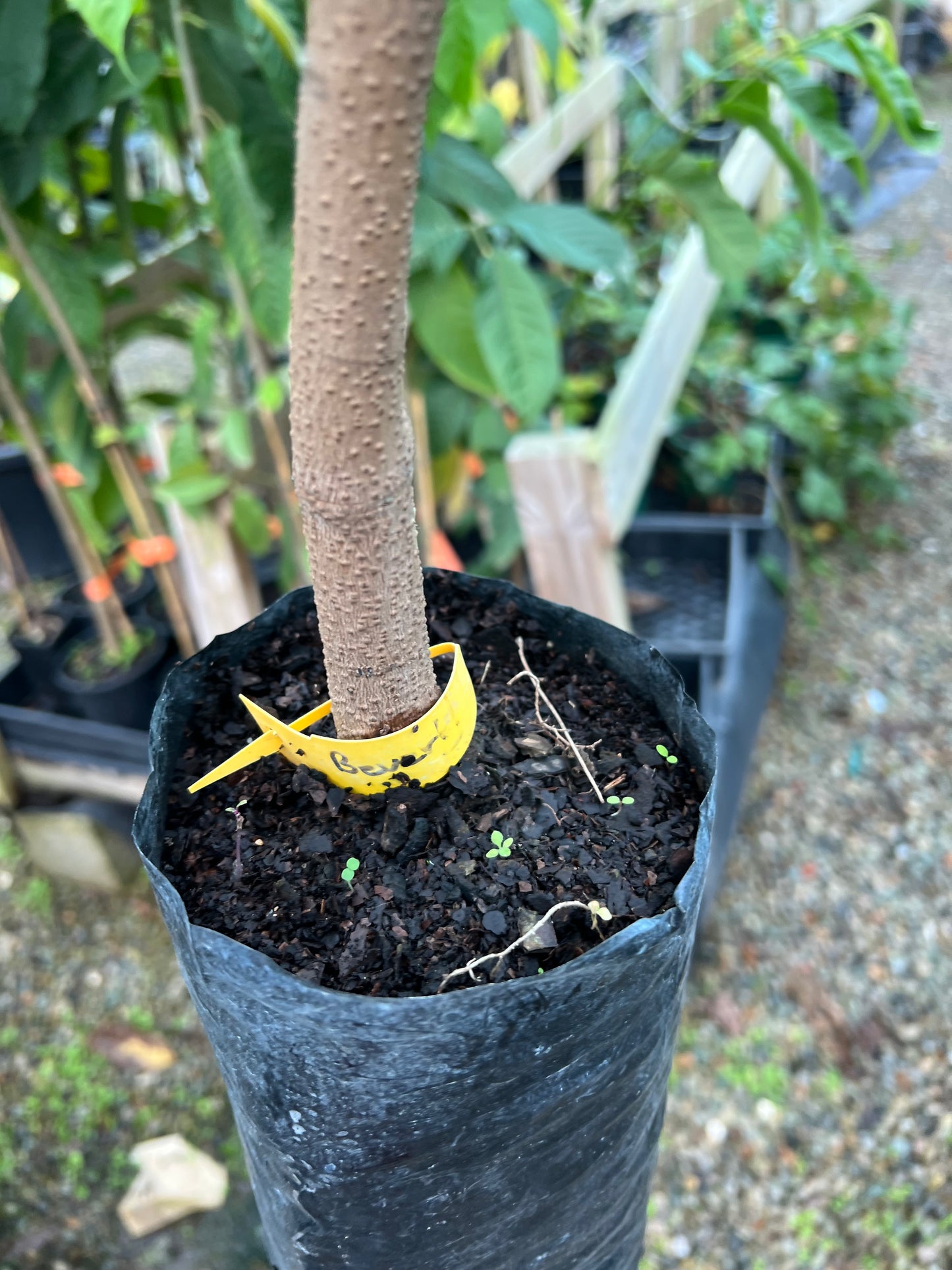 Mango - Banana Callo