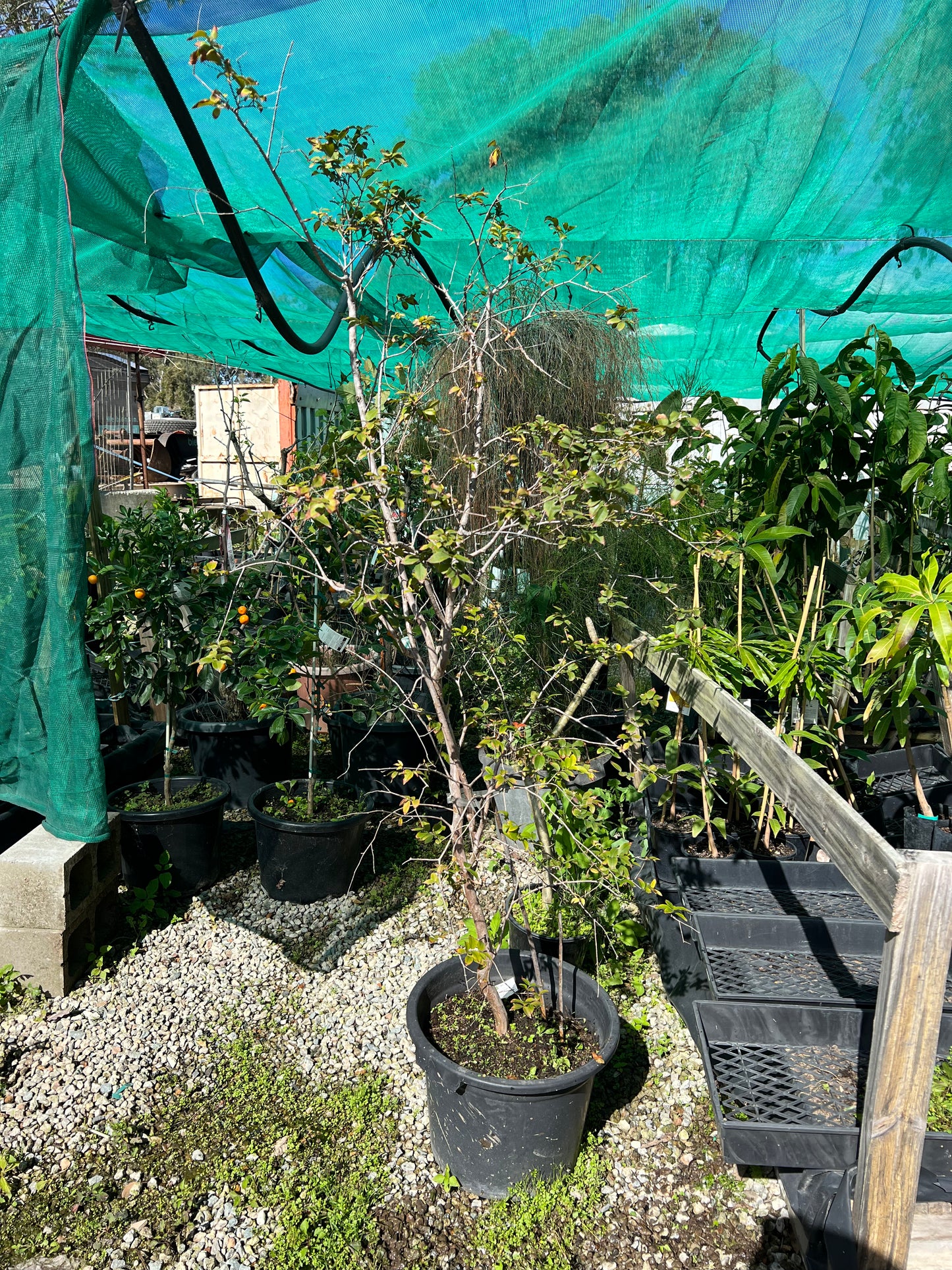 Jaboticaba - Advanced