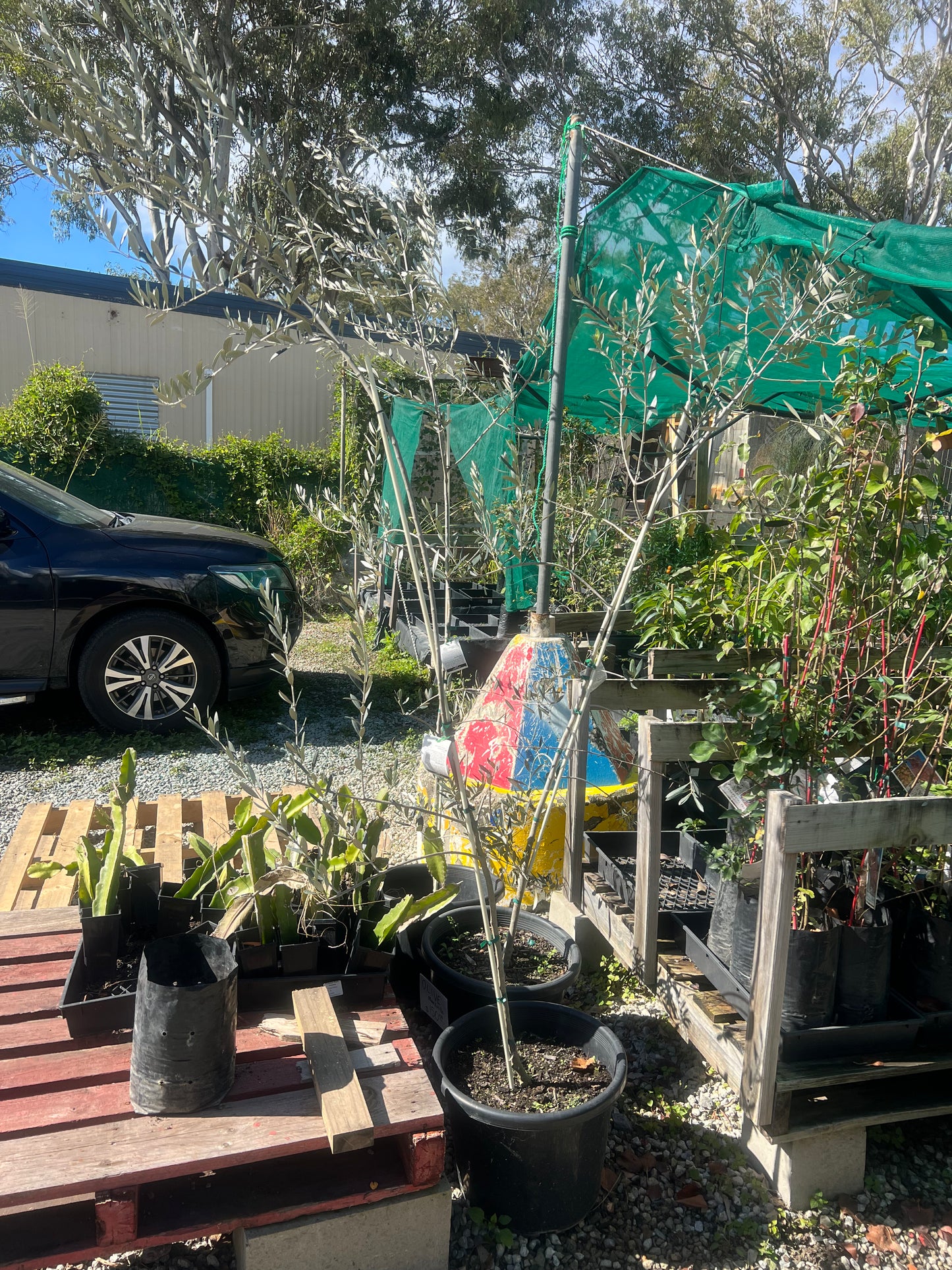 Olive- Manzanillo Advanced