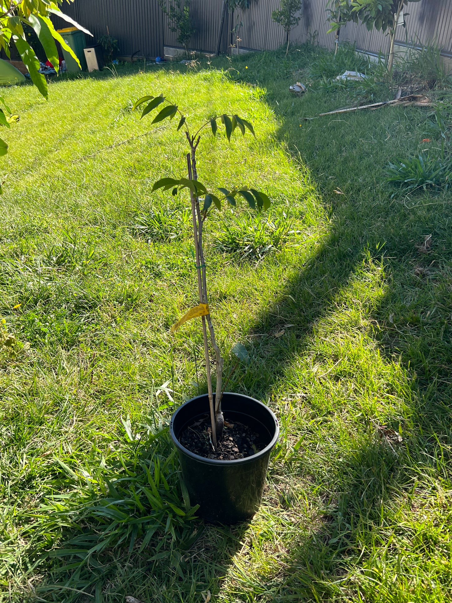 Grafted Pecan Nut Tree Pair