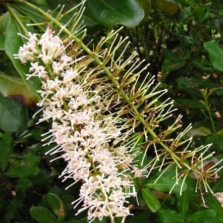 Dwarf Macadamia