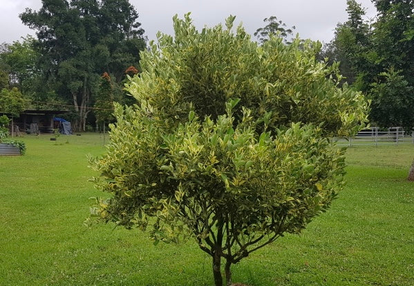 Cumquat - Variegated QLD ONLY