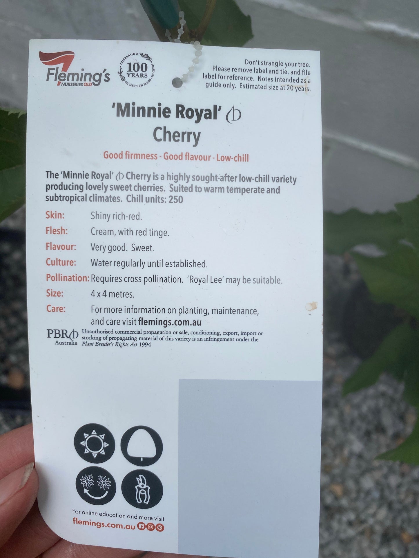 Cherry - Mini Royal