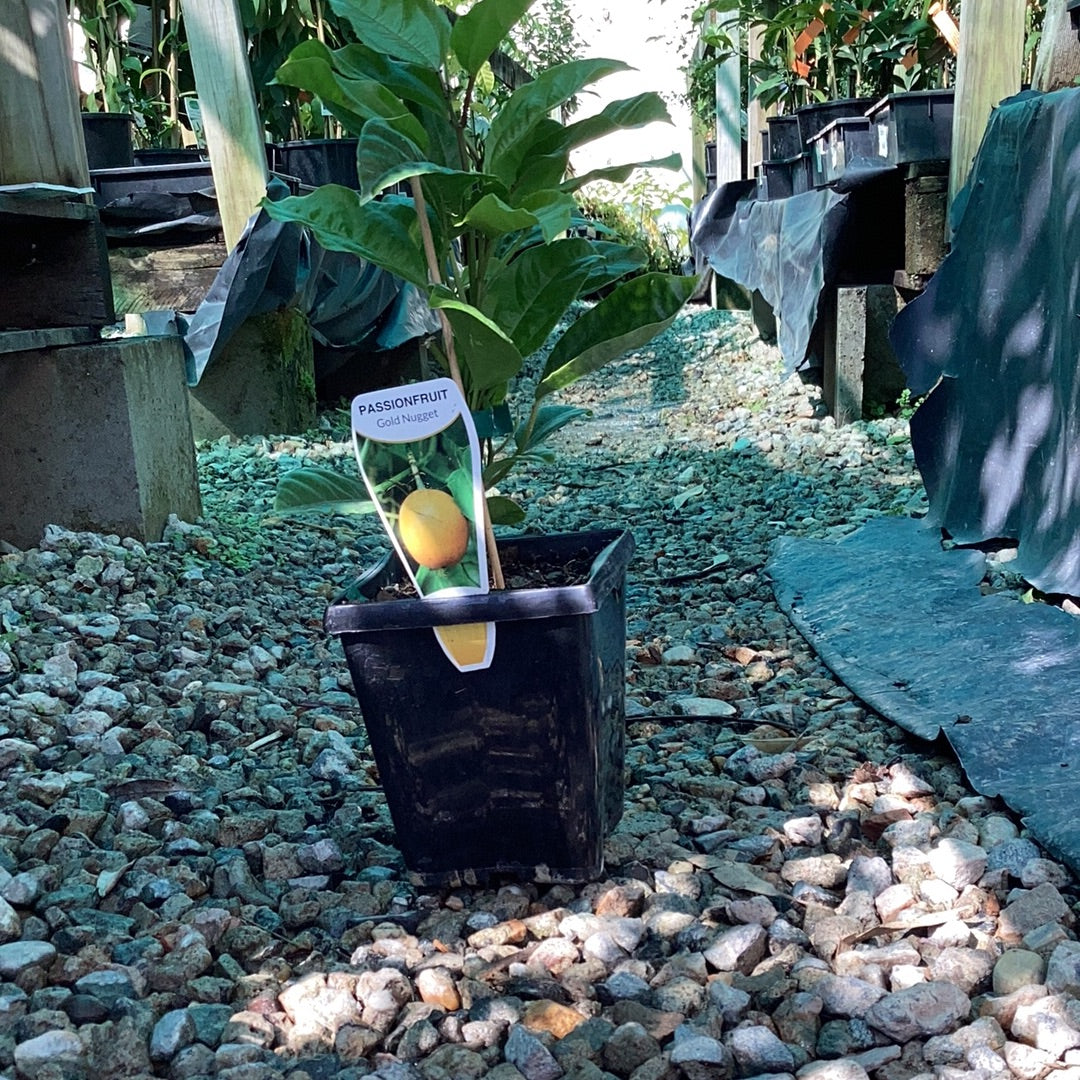 Passionfruit- Golden Nugget