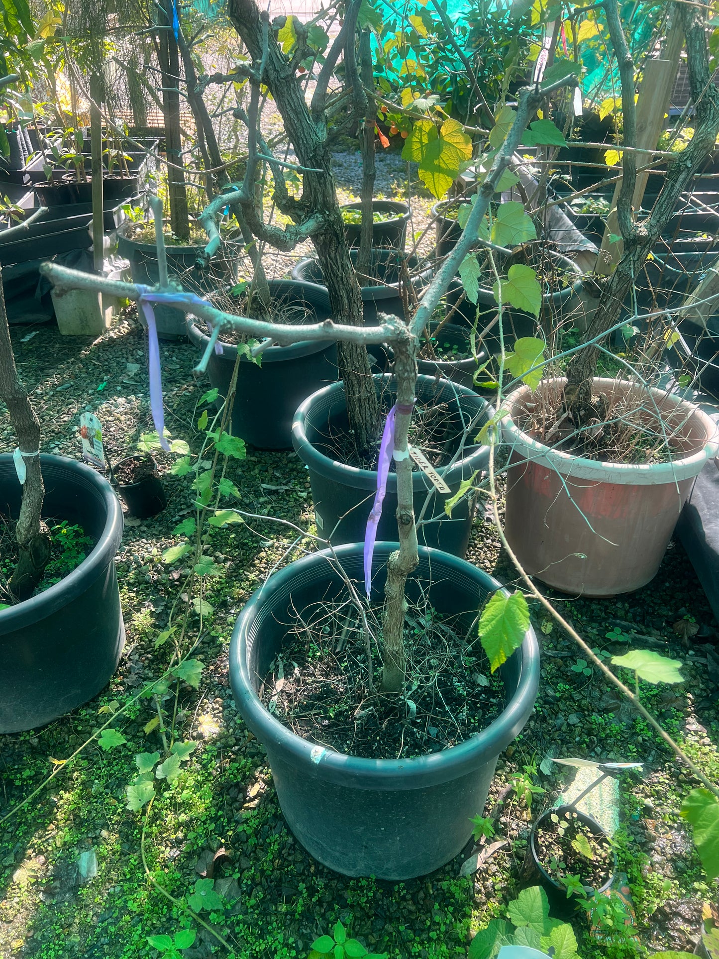 Jujube -Tigertooth Advanced